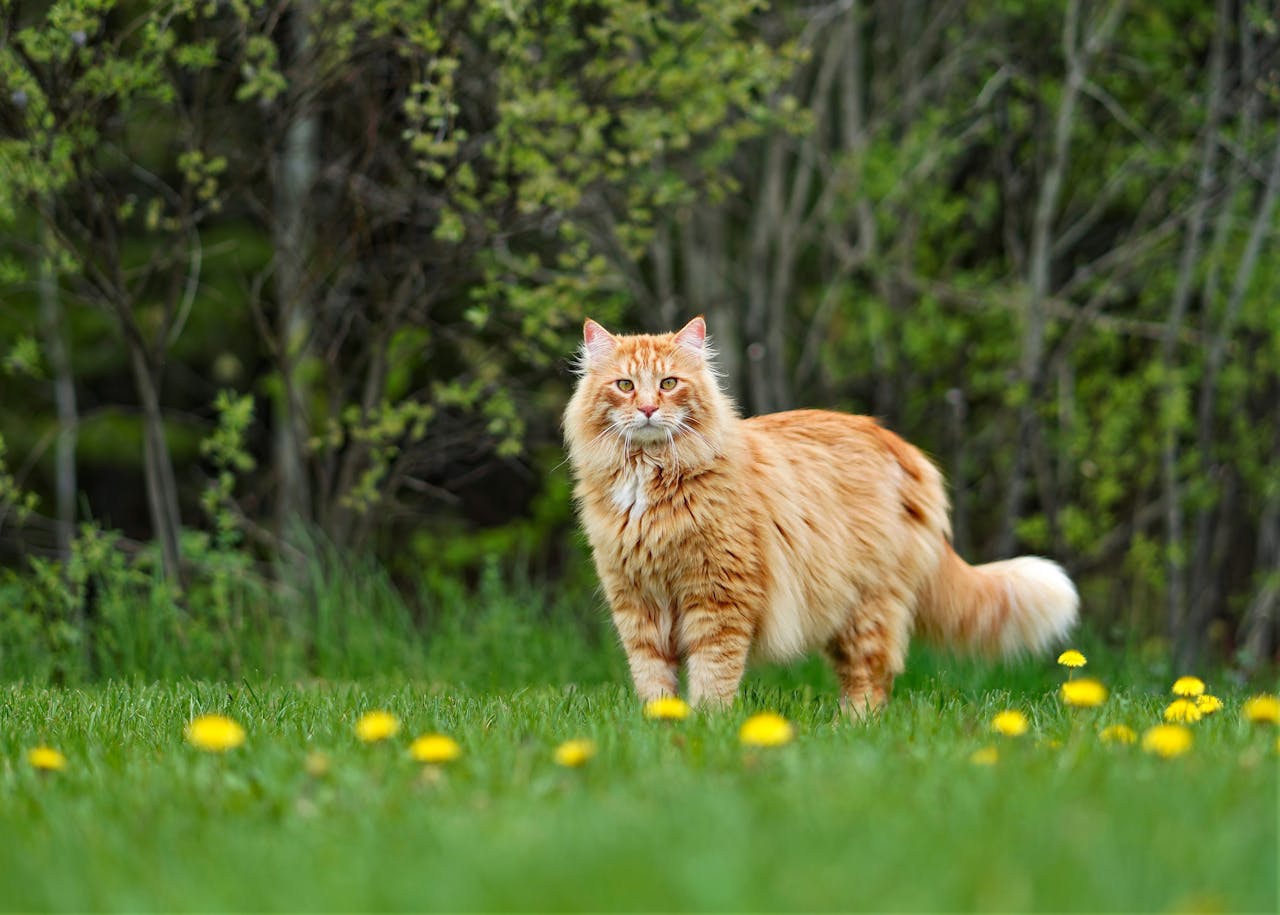 Maine Coons