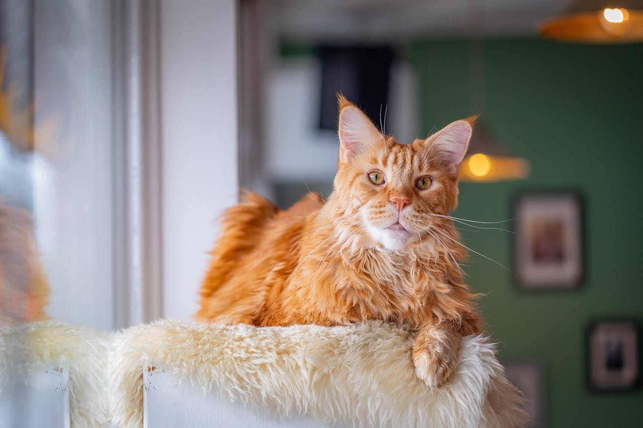 Maine Coons